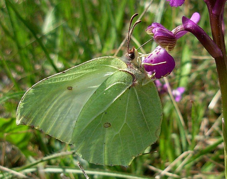 Farfalle e orchidee
